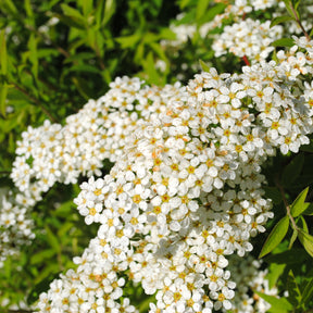 Spiraea cinerea  Grefsheim - Spirée Grefsheim - Spirées