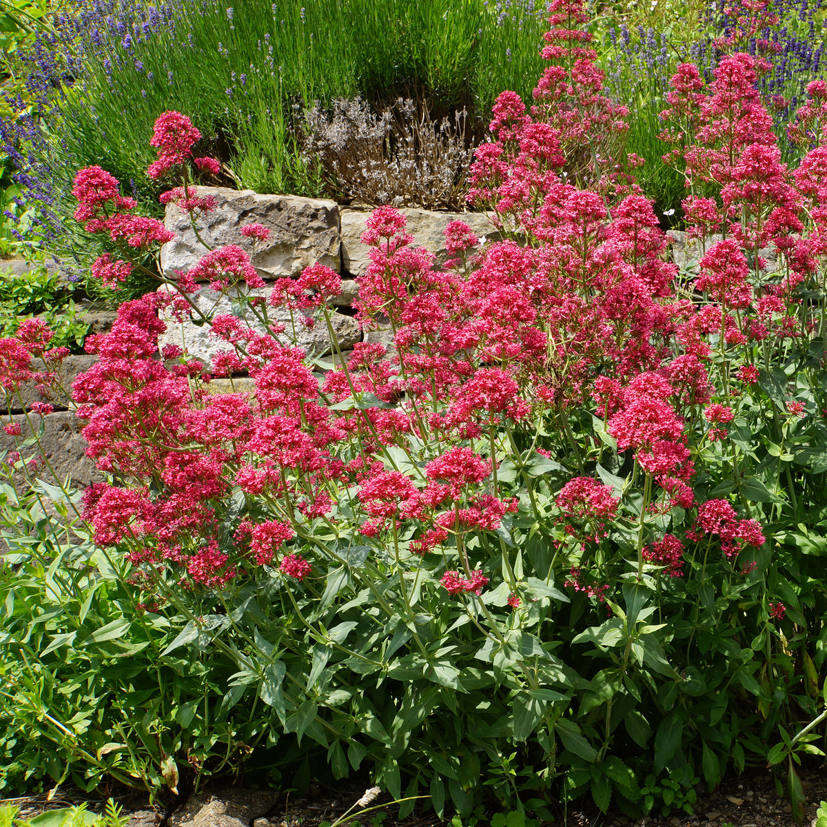 Valériane rouge