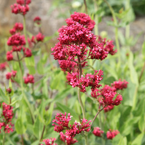 Centranthus ruber coccineus - Valériane rouge - Valériane