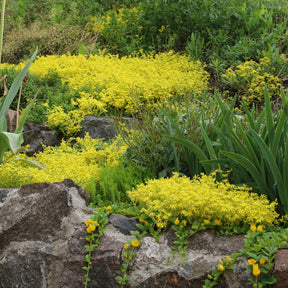 Collections de vivaces - 4 couvre-sols pour murets - Campanula poscharskyana, Sedum acre