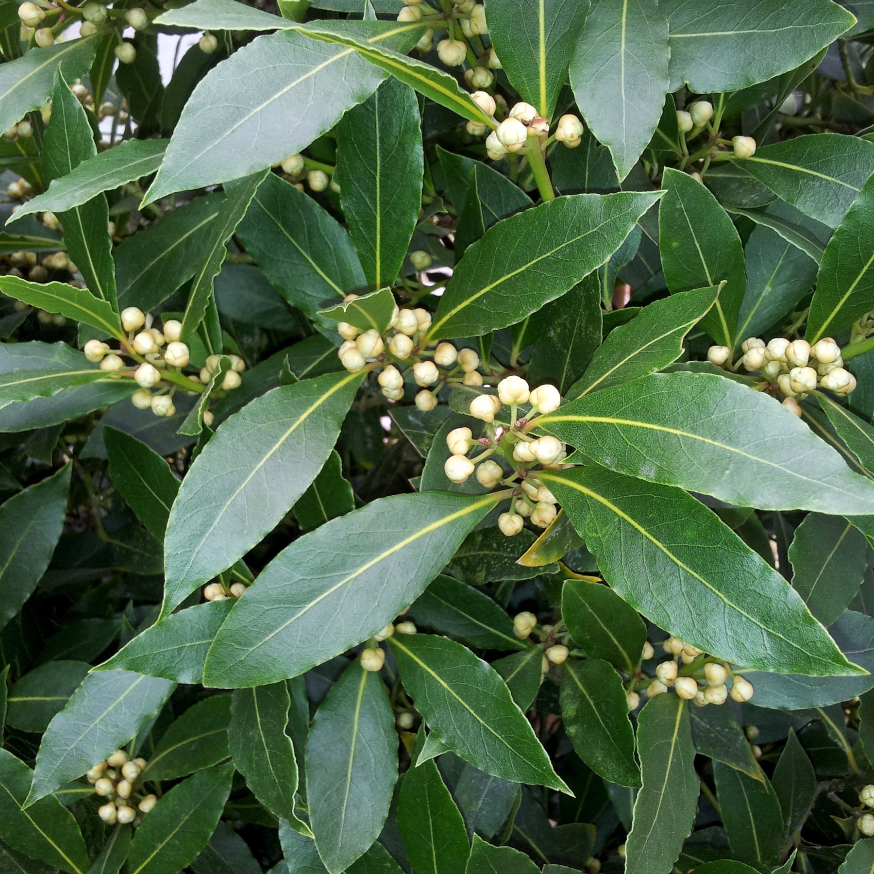 Lauriers - Laurier sauce - Laurus nobilis