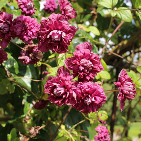 Clematis viticella Purpurea Plena Elegans - Clématite double pourpre - Clématites