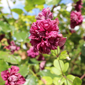 Vente Clématite double pourpre - Clematis viticella Purpurea Plena Elegans