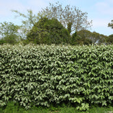 Eleagnus - Willemse