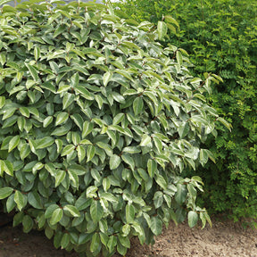 Eleagnus - Eleagnus - Eleagnus ebbingei