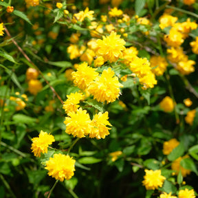 Vente Corête du Japon - Kerria japonica pleniflora