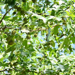 Vente Copalme d'Amérique - Liquidambar - Liquidambar styraciflua