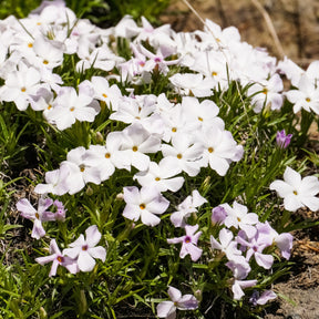 3 Phlox mousse blancs - Willemse