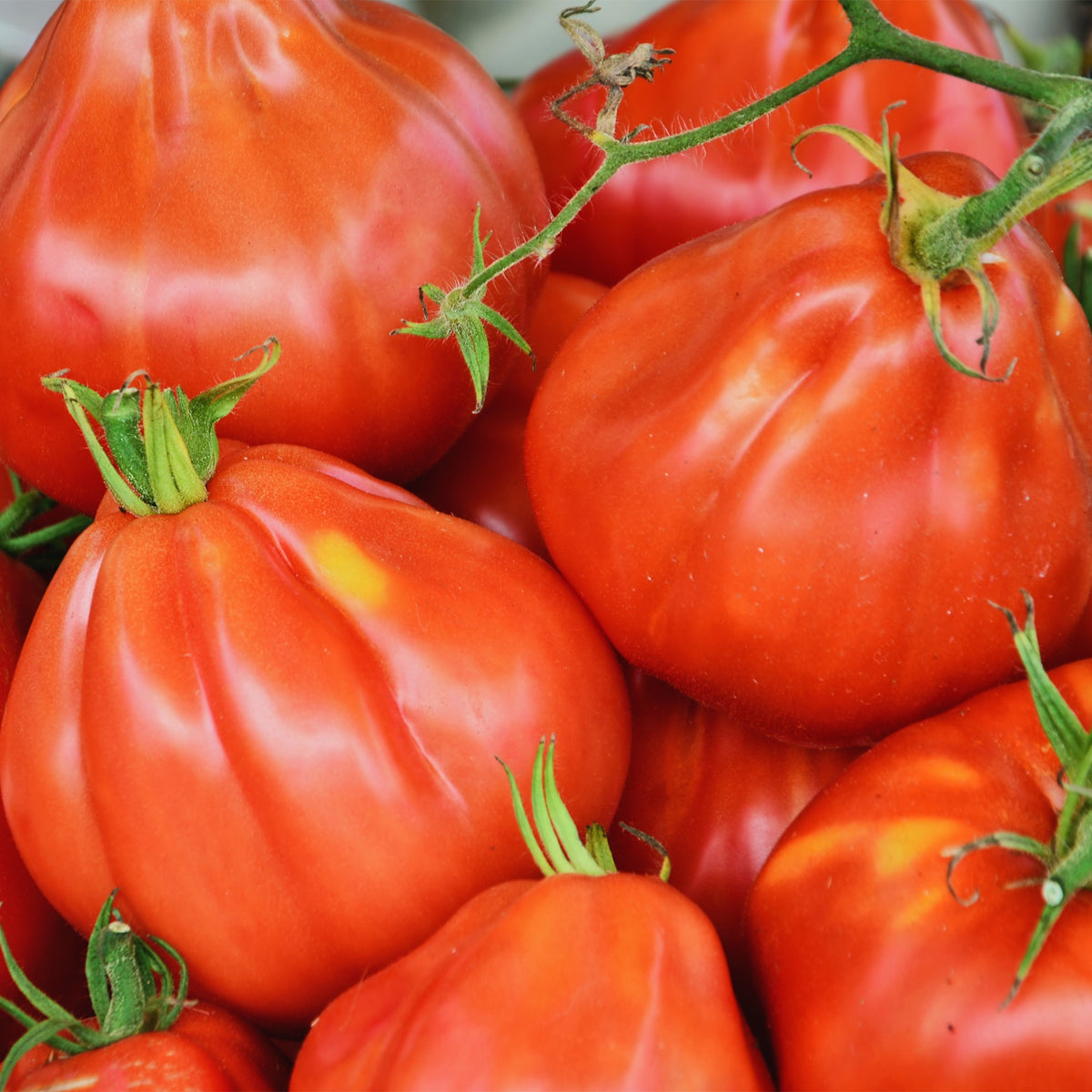 Tomate Liguria