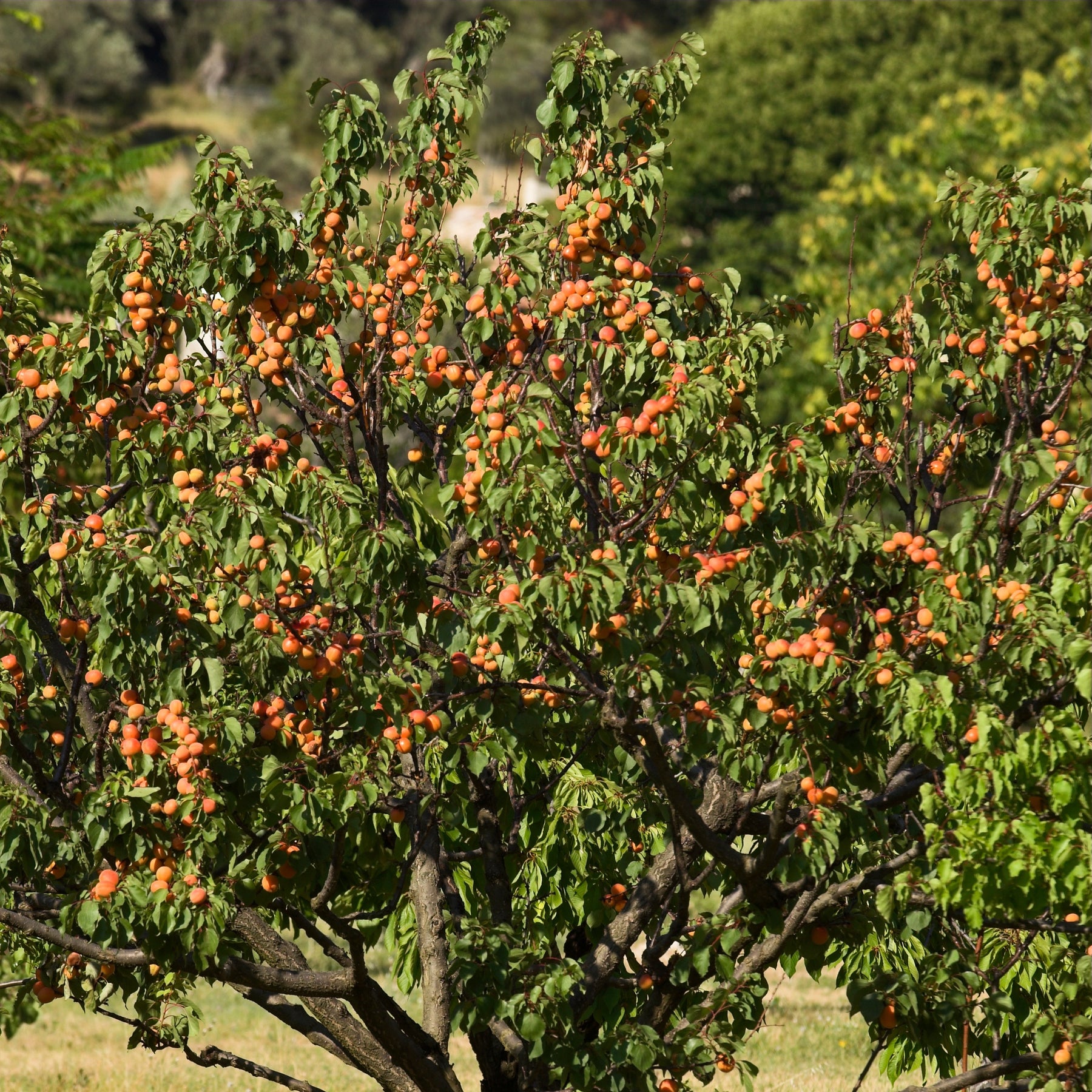 Prunus armeniaca Bergeron - Abricotier Bergeron - Abricotier