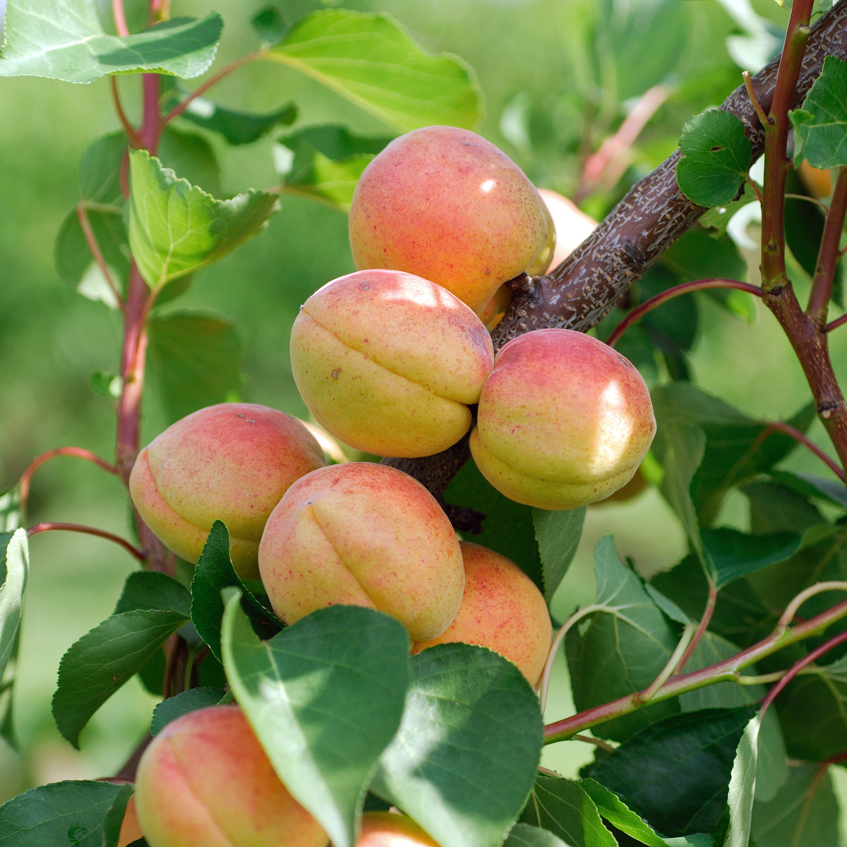 Abricotier Bergeron - Prunus armeniaca Bergeron