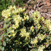 Rhododendron Princess Anne - Willemse