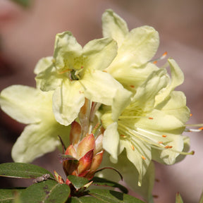 Rhododendron Princess Anne - Rhododendron Princess Anne - Rhododendrons