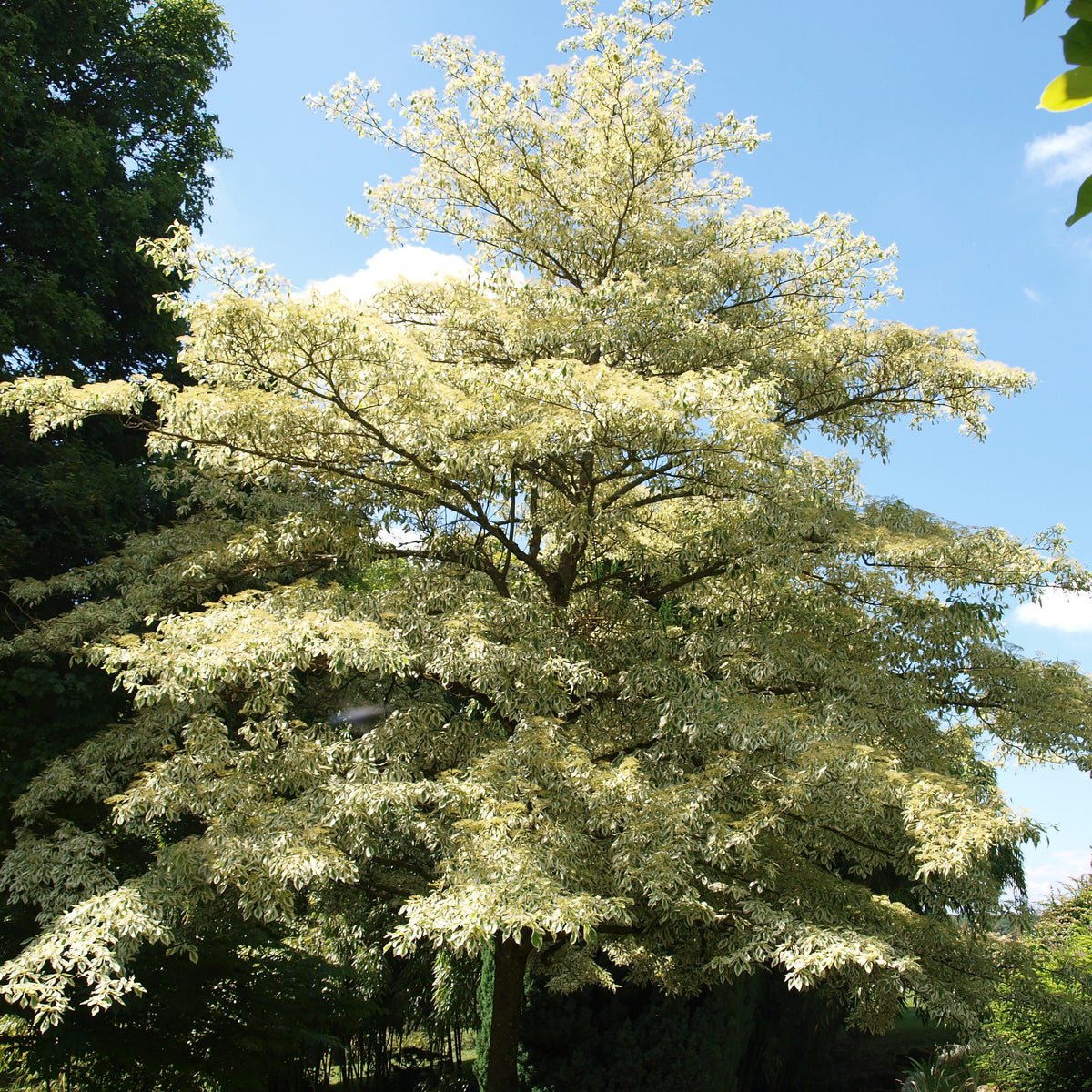 Cornouiller des pagodes panaché - Cornus controversa variegata - Plantes