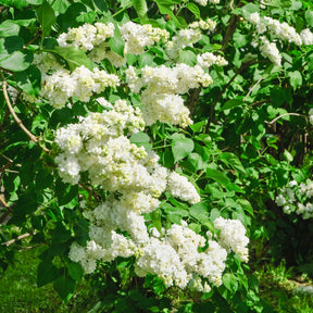 Lilas double blanc - Syringa vulgaris Madame Lemoine - Willemse