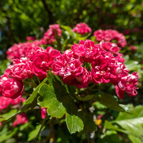 Crataegus laevigata paul's scarlet - Aubépine rouge - Arbustes
