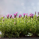 Lavande papillon The Princess ® Lavender - Willemse