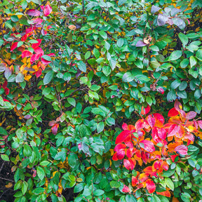 Cotoneaster lucidus - Haie de Cotonéasters - Cotonéaster