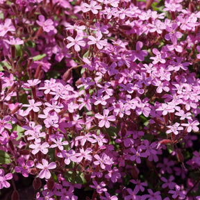 Collection de 15 plantes vivaces rampantes - 2 m² - Saponaria ocymoides, Campanula poscharskyana, Sedum acre, Phlox subulata - Willemse