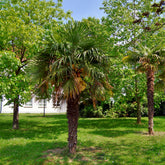 Palmier de Chine - Willemse