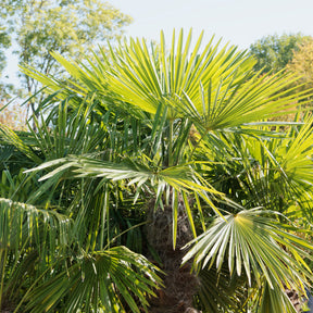 Palmier de Chine - Trachycarpus fortunei - Willemse