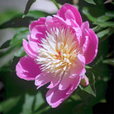 Pivoine Fantastique - Willemse