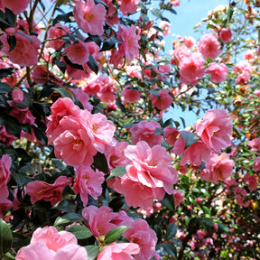 Camélias - Camélia du Japon à fleurs doubles rose - Camellia Mathotiana rosea