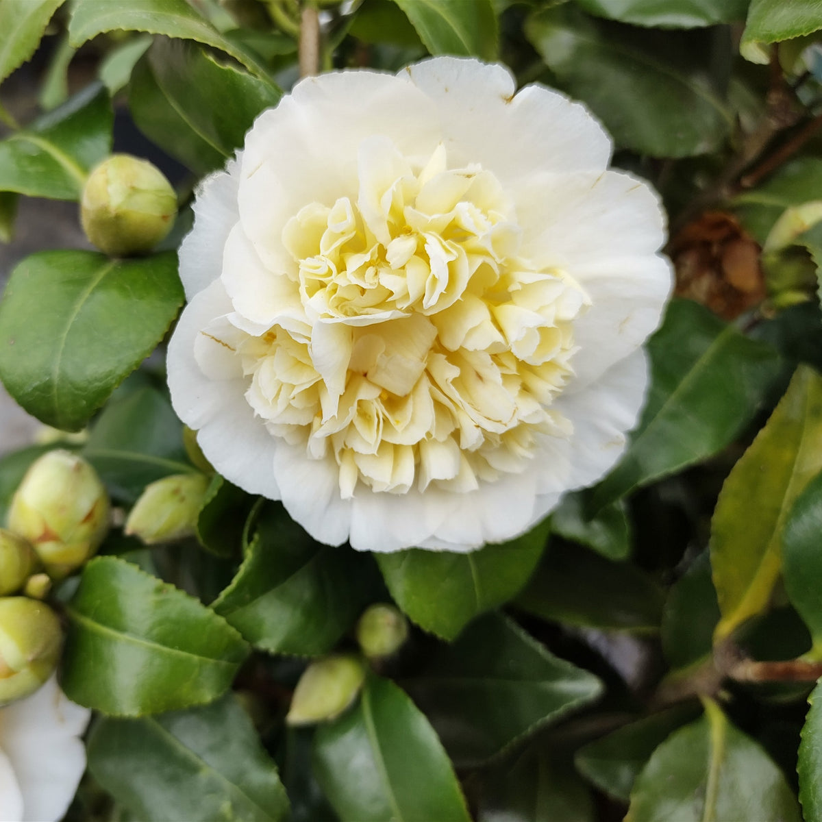 Camélia du Japon à fleurs doubles blanches