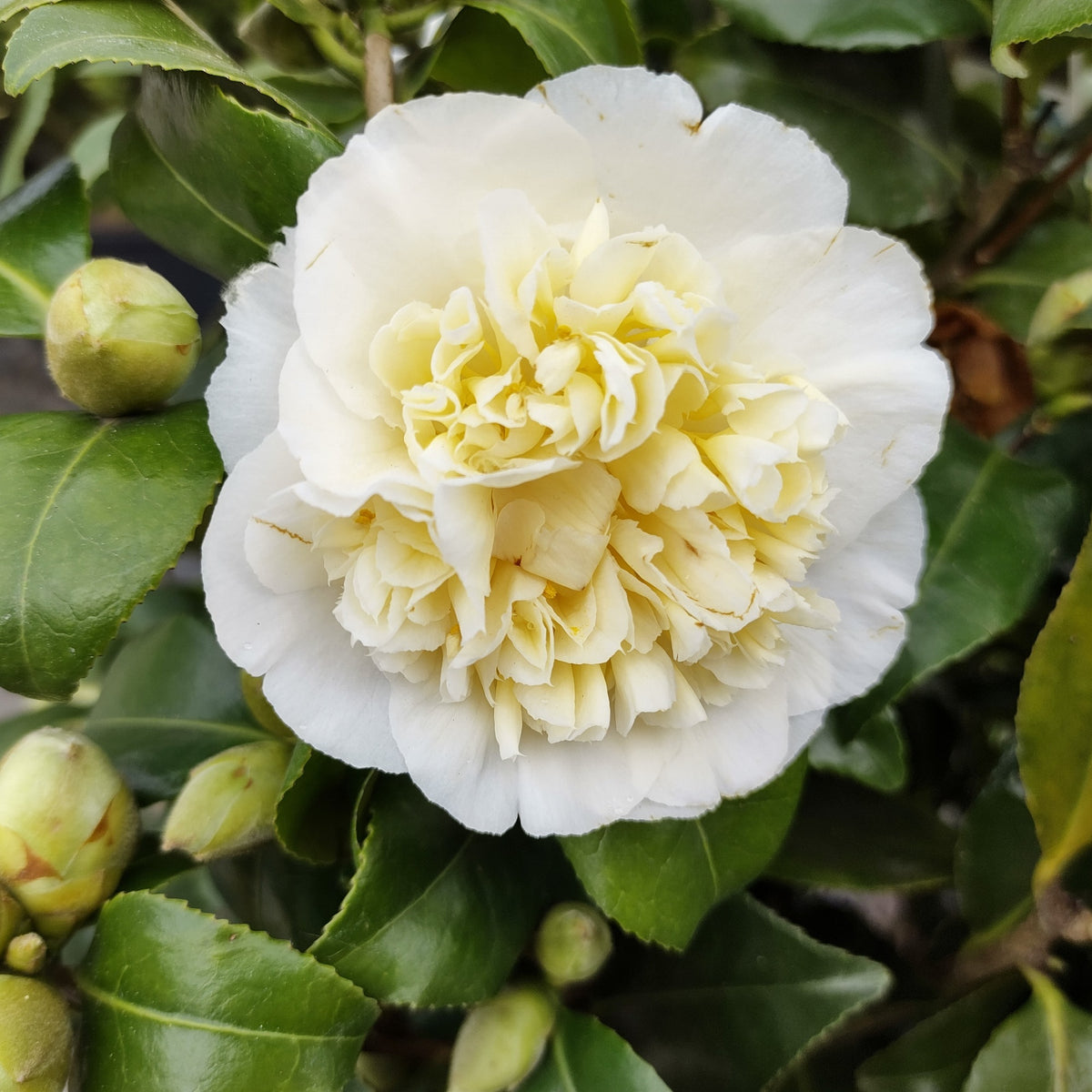 Camélia du Japon à fleurs doubles blanches