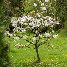 Magnolia stellata - Magnolia étoilé - Magnolias