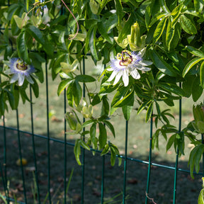Passiflora caerulea - Passiflore bleue - Passiflores