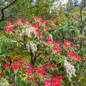Pieris Forest flame - Willemse