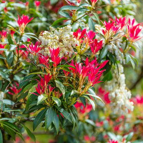Pieris Forest Flame - Pieris Forest flame - Andromède - Pieris