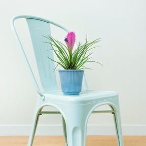 Tillandsia bleu - Willemse