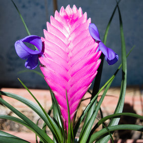 Tillandsia - Tillandsia bleu - Tillandsia cyanea