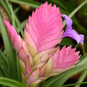 Tillandsia cyanea - Tillandsia bleu - Tillandsia