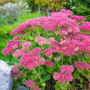 Sédums - Sedum spectabile - Orpin d'automne - Sedum spectabile