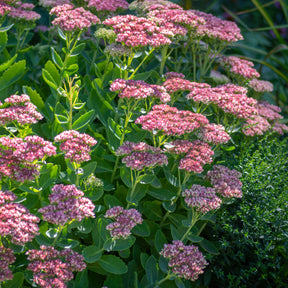 Sedum spectabile - Sedum spectabile - Orpin d'automne - Sédums