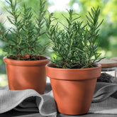 Plant de Romarin - Willemse