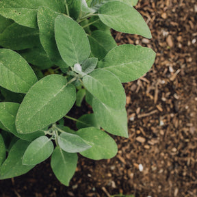 Plant Sauge officinale