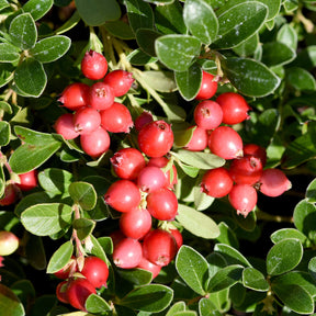 Collections de fruitiers - Collection de 4 arbustes à fruits vitaminés - Vaccinium corymbosum, lycium barbarum, vaccinum macrocarpon, schisandra chinensis