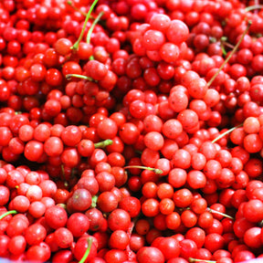 Fruitiers originaux - Fruit de la vitalité - Schisandra chinensis