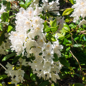 Rhododendron Cunningham's White - Rhododendron Cunningham's White - Rhododendrons