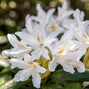 Rhododendrons - Rhododendron Cunningham's White - Rhododendron Cunningham's White