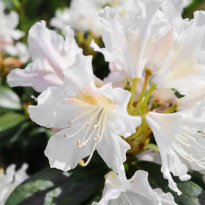 Vente Rhododendron Cunningham's White - Rhododendron Cunningham's White
