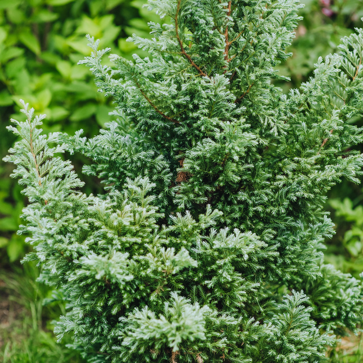 Collection de 5 conifères persistants - Chamaecyparis boulevard, ellwoodii, thuja, pinus m - Plantes