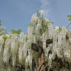 Glycine blanche sur tige - Wisteria sinensis alba - Plantes grimpantes