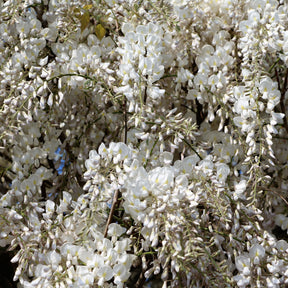 Glycine blanche sur tige