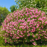 Laurier-rose - Willemse
