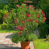 Laurier-rose rouge - Willemse